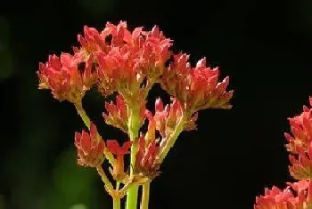 凤尾长寿花一年开几次花,一般什么时候开花?