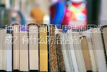 种植生姜黄叶是哪些原因造成?有什么防治措施?