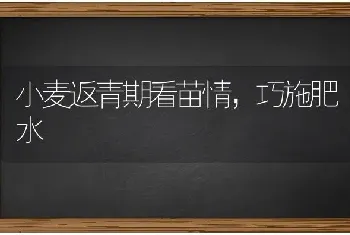 小麦返青期看苗情,巧施肥水