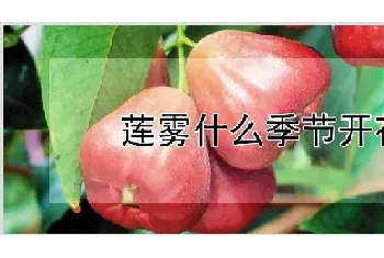 莲雾什么季节开花