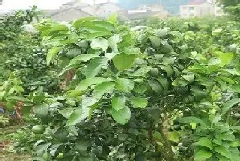 橘子树是什么植物?