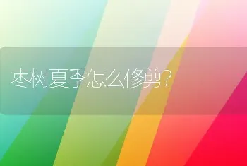 枣树夏季怎么修剪?