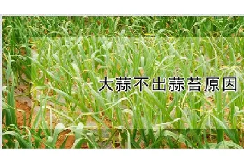 大蒜不出蒜苔原因