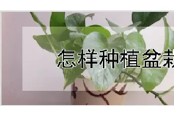 怎样种植盆栽