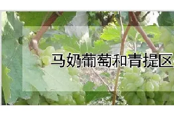 马奶葡萄和青提区别