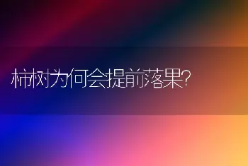 柿树为何会提前落果?