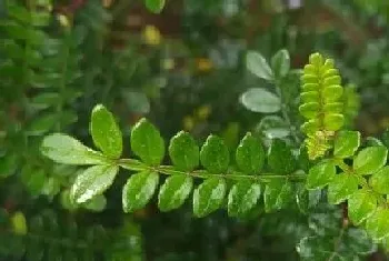 防蚊子的植物有哪些?防蚊子的植物大全