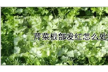 芹菜根部发红怎么处理