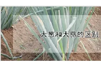 大葱和大蒜的区别