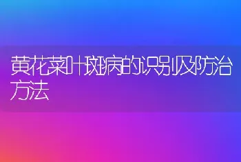 黄花菜叶斑病的识别及防治方法