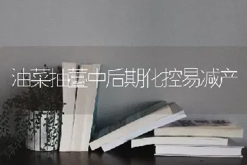 油菜抽薹中后期化控易减产