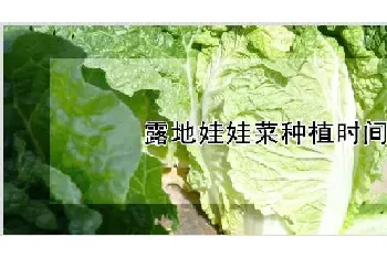 露地娃娃菜种植时间