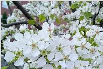 梨树花期怎么提高坐果率