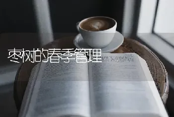 枣树的春季管理