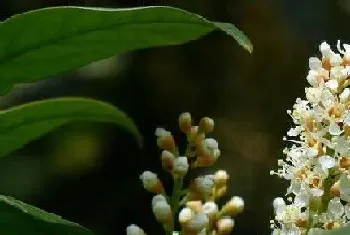 桂花树一年开几次花?桂花树形态特征与植物学史