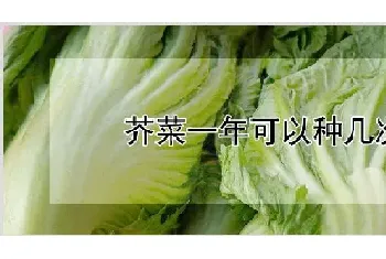 芥菜一年可以种几次