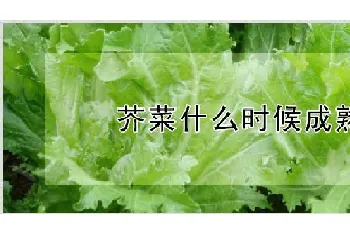 芥菜什么时候成熟