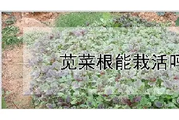 苋菜根能栽活吗