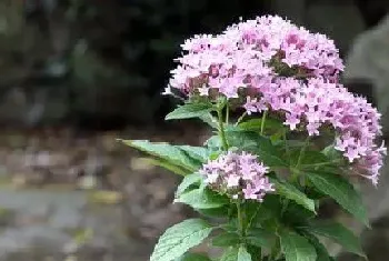 家里种五星花风水好吗?五星花的寓意与风水禁忌