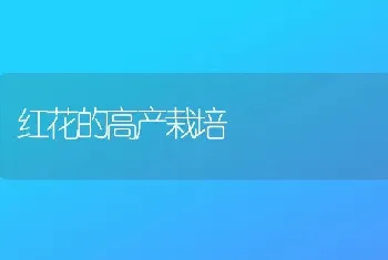 玉米前期水肥管理