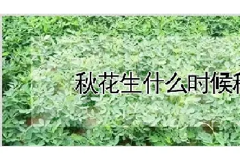 秋花生什么时候种