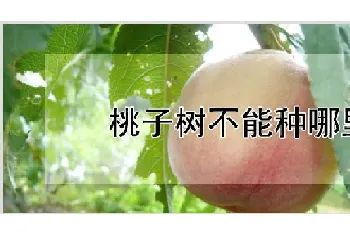 桃子树不能种哪里