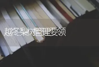 越冬梨树管理要领