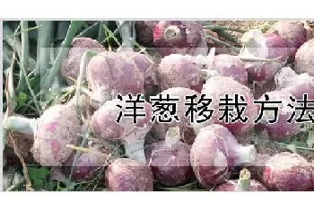 洋葱移栽方法