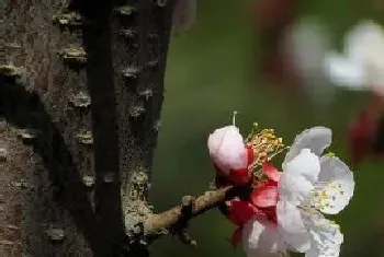 干枝梅一年开几次花,花期月份与时间?