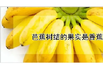 芭蕉树结的果实是香蕉吗