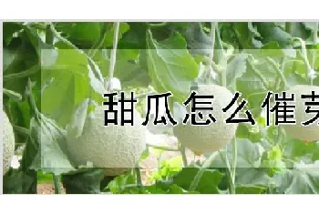 甜瓜怎么催芽