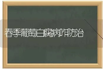 春季葡萄白腐病咋防治