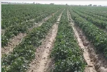 马铃薯种植高产技巧，中后期水肥及控旺管理很关键！