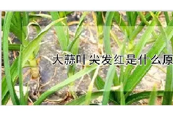 大蒜叶尖发红是什么原因