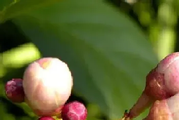 山茶花什么时候长花苞?