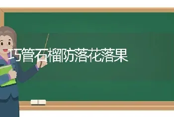 巧管石榴防落花落果