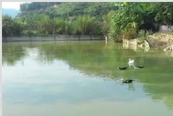 池塘常见的水色分辨方法