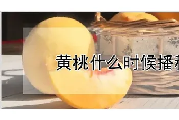 黄桃什么时候播种