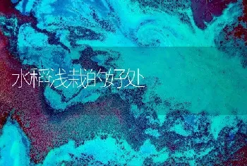 水稻浅栽的好处