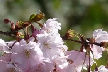 樱花生长环境条件及特点