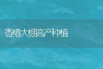 香椿大棚高产种植