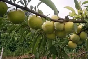 李子什么时候成熟季节,成熟月份与采摘时间?