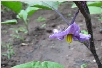 茄子连续开花结果有什么好办法