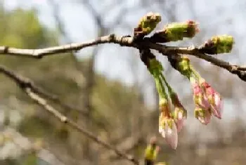 樱花怎么修剪方法?樱花修剪注意事项