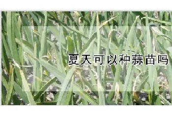 夏天可以种蒜苗吗