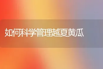 如何科学管理越夏黄瓜