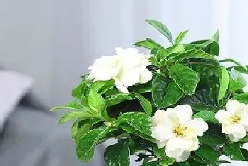 栀子花和茉莉哪个好养?