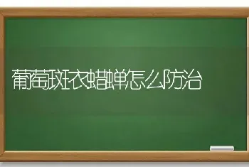 葡萄斑衣蜡蝉怎么防治