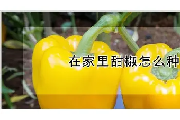 在家里甜椒怎么种