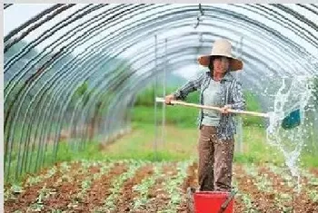 大棚蔬菜氨气中毒预防措施怎么做